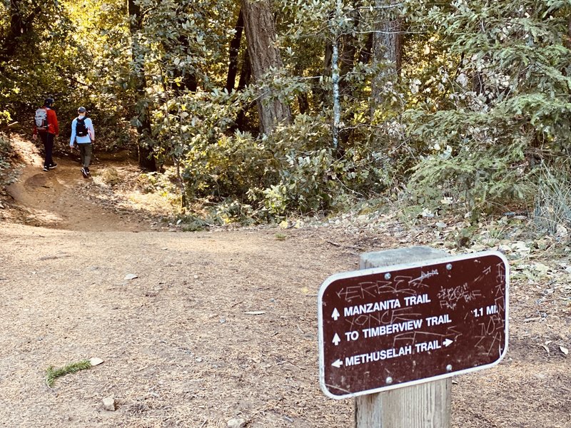 The top of Manzanita