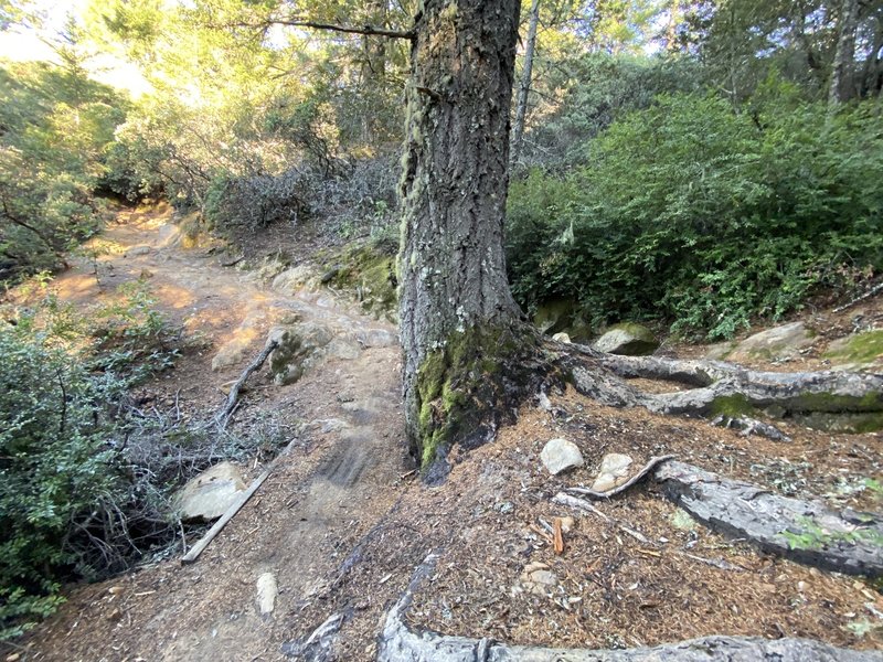 Looking down at the famous root climb on Rez (on the right).