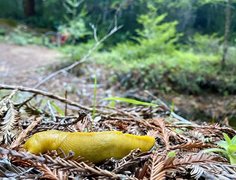 Banana slug!