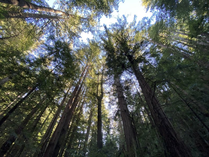 The towering redwoods of ECDM.