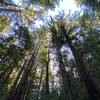 The towering redwoods of ECDM.