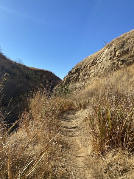 Tight Singletrack