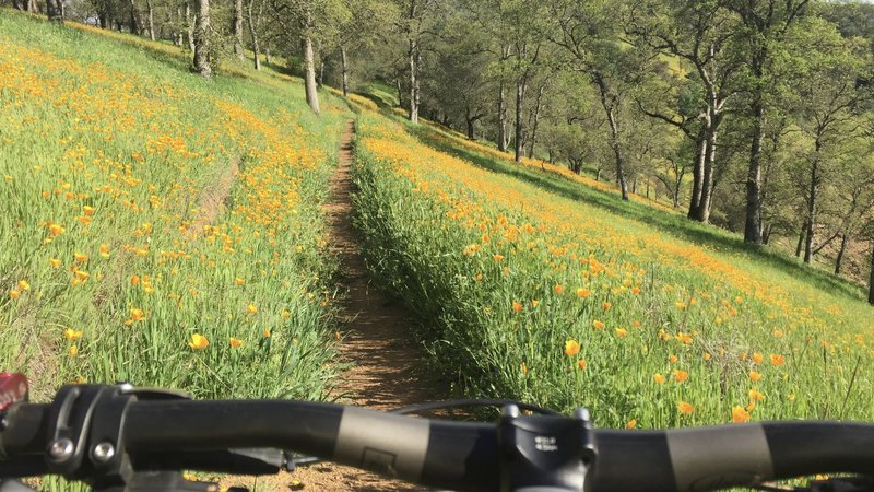 Beautiful Poppies in the Spring