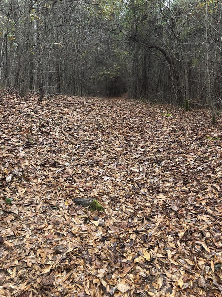 LIL' Badger Short Cut tunnel of trees.