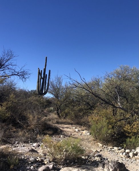 Mighty Saguaro