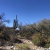 Mighty Saguaro