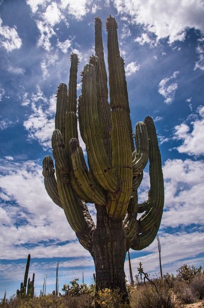 Saguaro