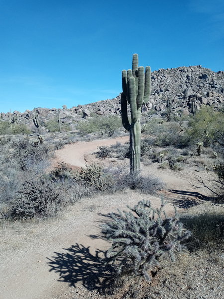 Dry Gulch Connector Trail