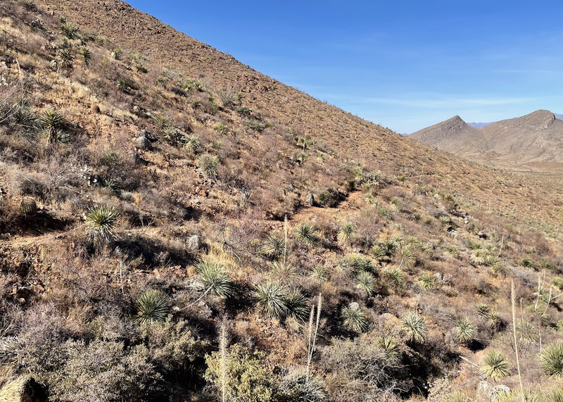 Looking north into Hitt Canyon