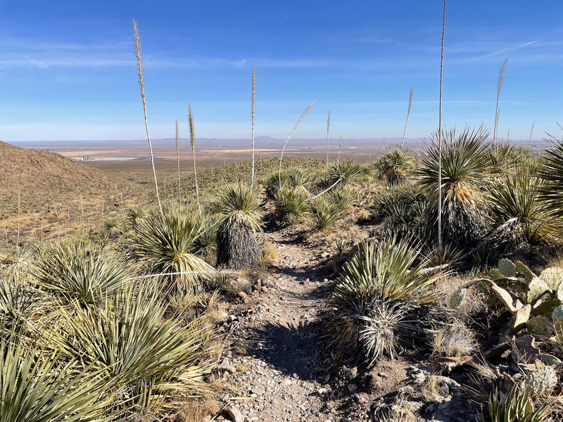 South decent throug Sotol on Newman Trail