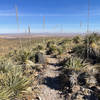 South decent throug Sotol on Newman Trail