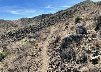 Looking south near on the north end of Newman Trail