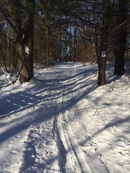 view of fatbike trail where it intersects the ski trail somewhere near the ponds