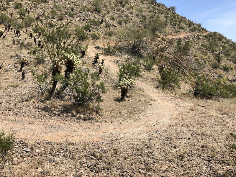 Climb to start of South Butte Loop