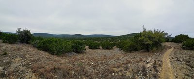 Shrub Country