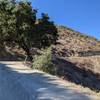 The lone tree on the side of the trail...