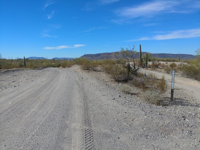 One of the first trail splits north from Rasmussen Extended (to left), looking west towards Childs Mountain.