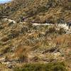 Riders sidle a knob shortly before Moonlight Hut.