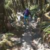 Part of a flowy section of trail skirting the ridge.