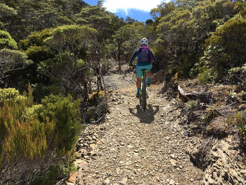 A variety of sub-alpine species line the track