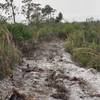 Typical trail condition.  Sandy, rutted, roots.