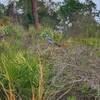 The endangered Florida Scrub Jay watching me watch him.