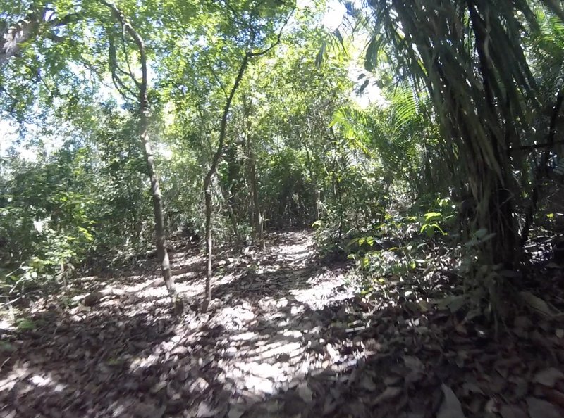 Jungle SingleTrack