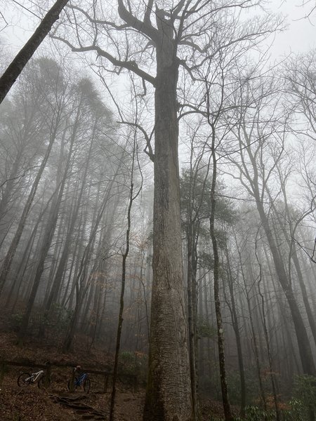 A very special old growth tree