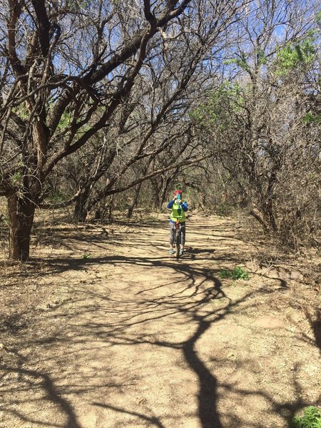 Sonoran Desert Tree Tunnel