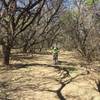 Sonoran Desert Tree Tunnel