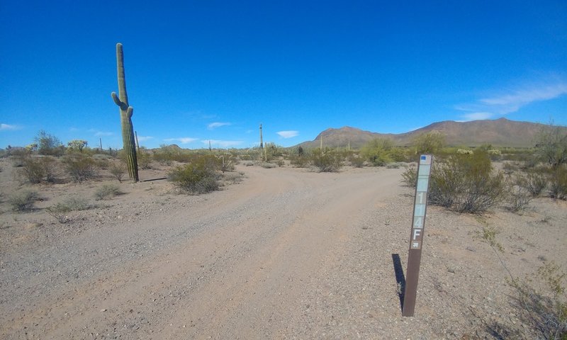 Looking northeast from BLM 8114F (continues to E / right: Mordedura de Serpiente) and 8114E (splits to N / left: Matt's Loop East).