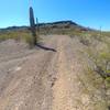 Looking south from Batamote Basin near one of the several mountain basins that this trail skirts.