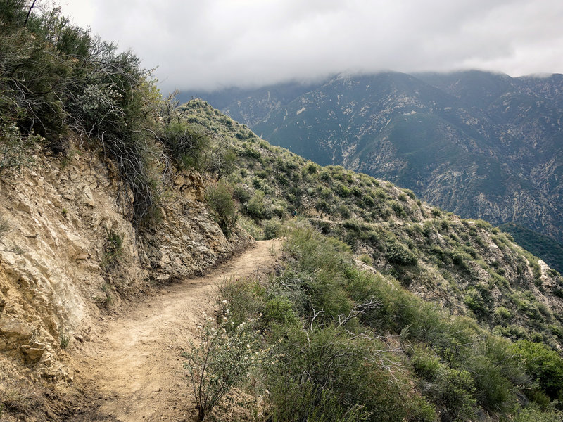 Lower Condor Peak trail restoration area in 2020