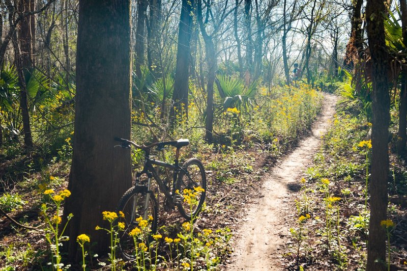 These wild flowers line most of the trail. Be sure to take it all in.