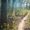 These wild flowers line most of the trail. Be sure to take it all in.