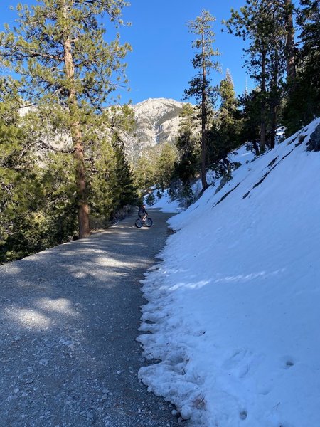 Spring on Mt Charleston Bristlecone Loop Trail.