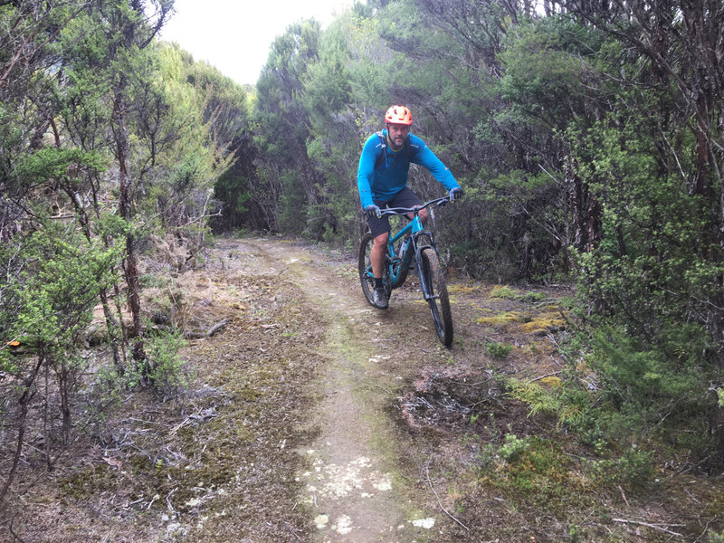 Riding through regenerating manuka scrub