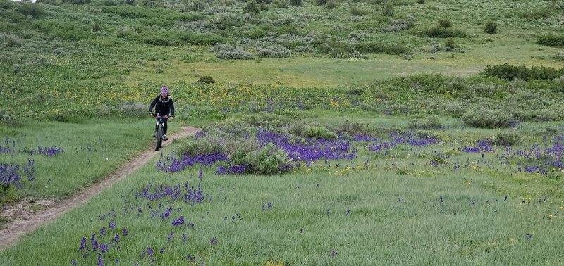 May Riding Through the Wild Flowers