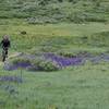 May Riding Through the Wild Flowers