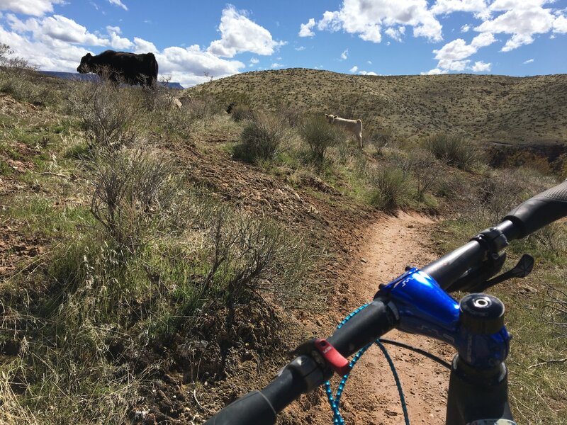 There can be cattle on the trail, so stay alert!