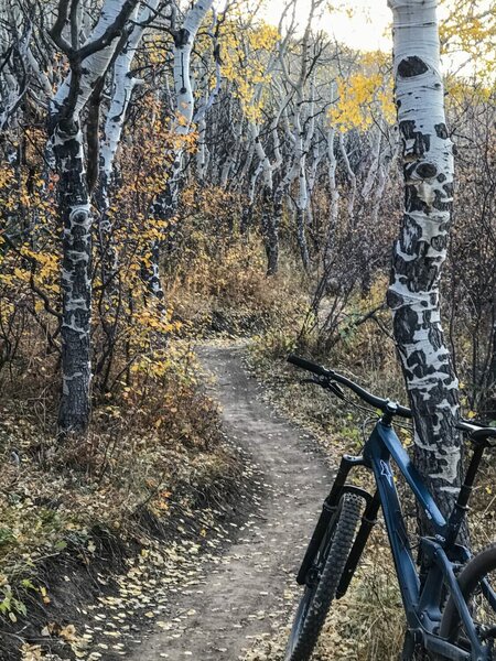 Another view of the Aspens that are plentiful at Arrowhead