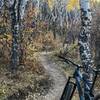 Another view of the Aspens that are plentiful at Arrowhead