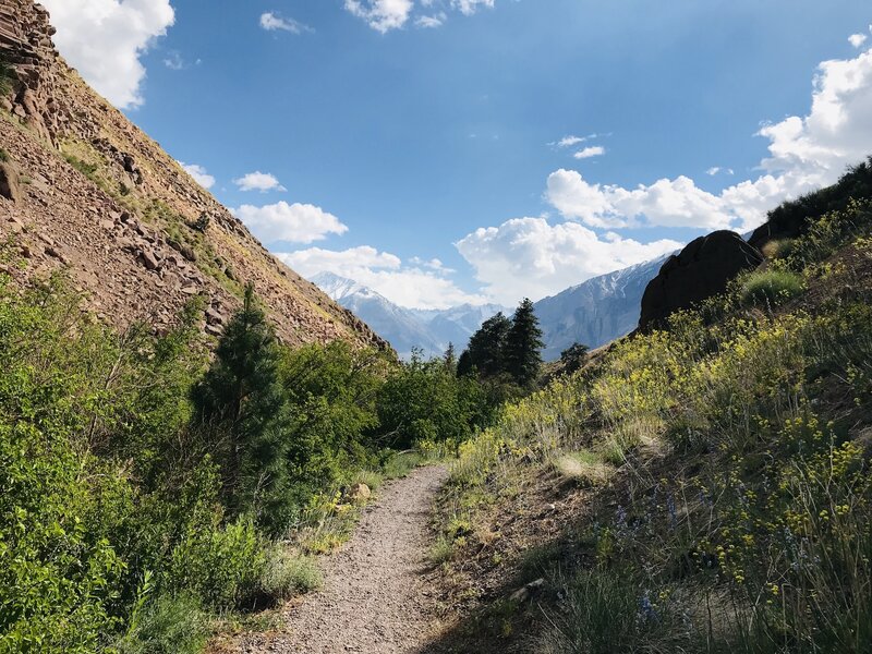 Mount Washington from Lower Rock Creek Trail