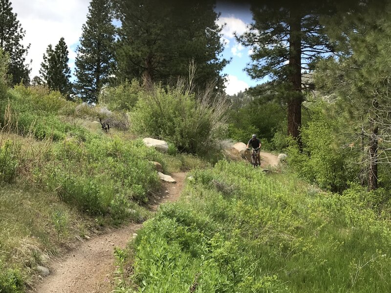 Great flow sections on Lower Rock Creek trail