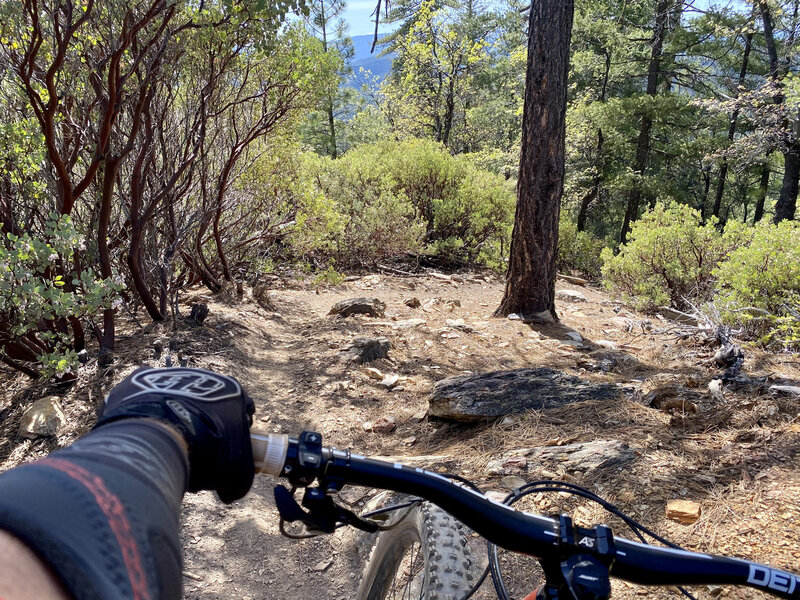 It's about to get steeeeep on the Berry Creek trail, heading down towards the trail bottom.