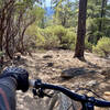 It's about to get steeeeep on the Berry Creek trail, heading down towards the trail bottom.