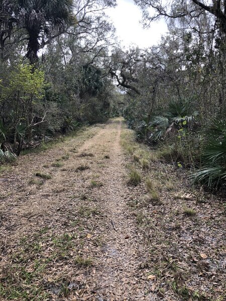 One of the more shaded roads in the park.