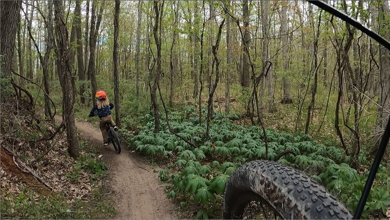 Nice trail for the entire Family. Our 7, 9, and 11 year olds all had a great time.