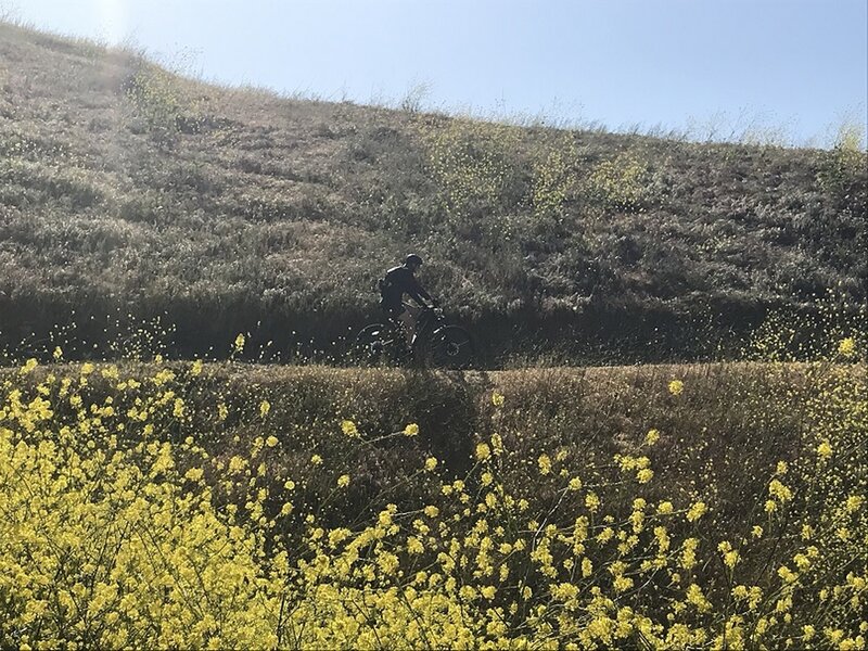 yellow flowers