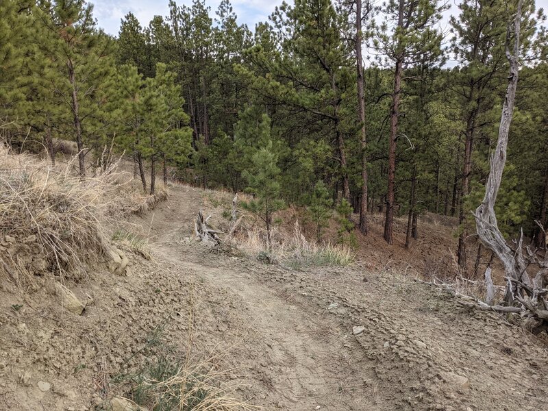 Going into the thick trees, hand cut trail HOD